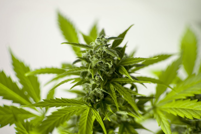 food, green, plant, addiction, botany, recreational, nutrition, cultivation, herb, garden, alternative medicine, crop, use, healthcare and medicine, legal