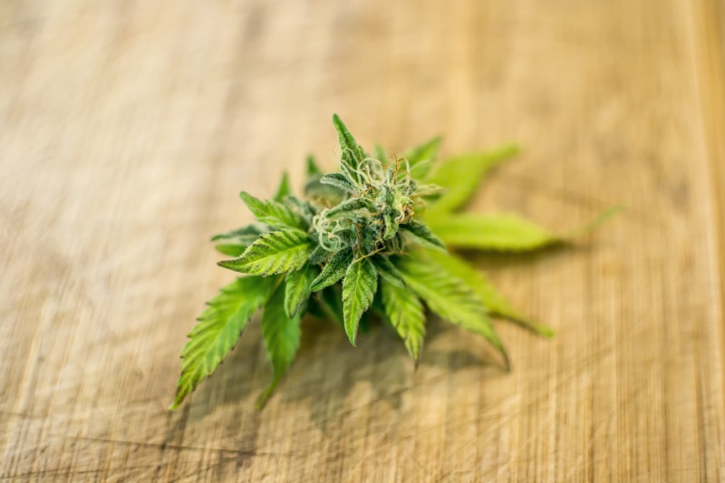 alternative medicine, plant, usage, use, addict, drug, harvest, legal, medicinal, illegal, medical cannabis, shake, green color, recreational, weed, herbal