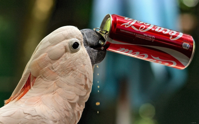 Cockatoo, parrot, thirst, Funny, drink, coca, cola, bank, 1080P, coca-cola