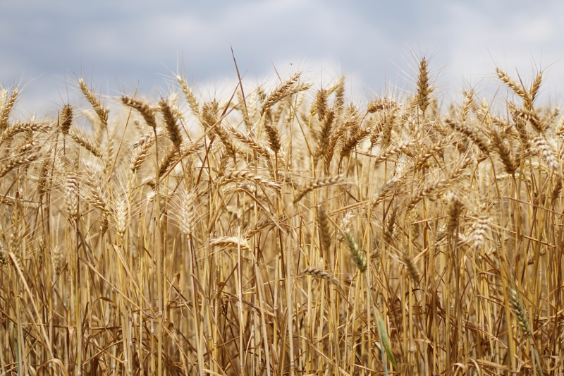 cereal plant, gold, ripe, earth, field, growing area, fields, plantation, agricultural economics, rural scene, landscape, spike, feed, green, food, clouds