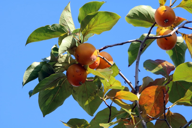 outdoors, growth, beauty in nature, low angle view, branch, sky, nature, autumn landscape, freshness, autumn, tree, seasonal, healthy eating, 5K, leaves