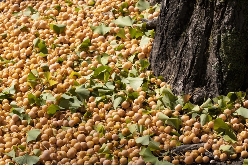 plants, close-up, 5K, garden, tree trunk, bank, snack, no people, autumn, wood, results, vegetable, green color, plant, tree, fruit, outdoors, nature