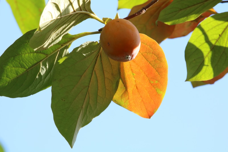 food, wood, leaves, results, outdoors, seasonal, beauty in nature, nature, green color, no people, growth, healthy eating, leaf, low angle view, persimmon