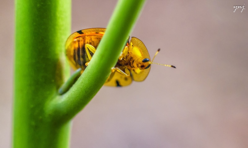 insect, cutie, green branch, Hello, nature, budget, green, branch, extension, green Color, animal, tubes, wildlife, 2K, Cassidinae, Macro, black, bug