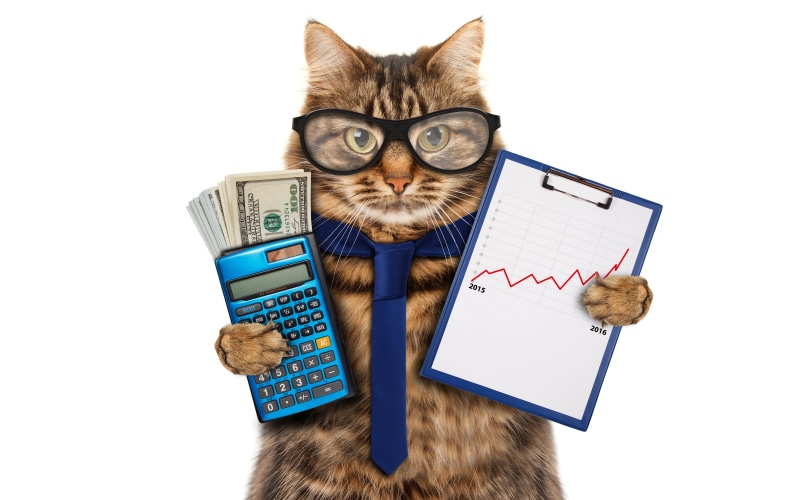 fur, one animal, tie, accountant, humor, looking at camera, front view, copy space, eyeglasses, cat, pets, young Animal, looking, domestic, cut out, vertebrate