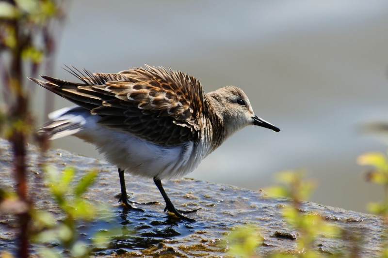 animal themes, no people, close-up, vertebrate, animals in the wild, the department of, lake, water, day, little bird, side view, focus on foreground, wild animal