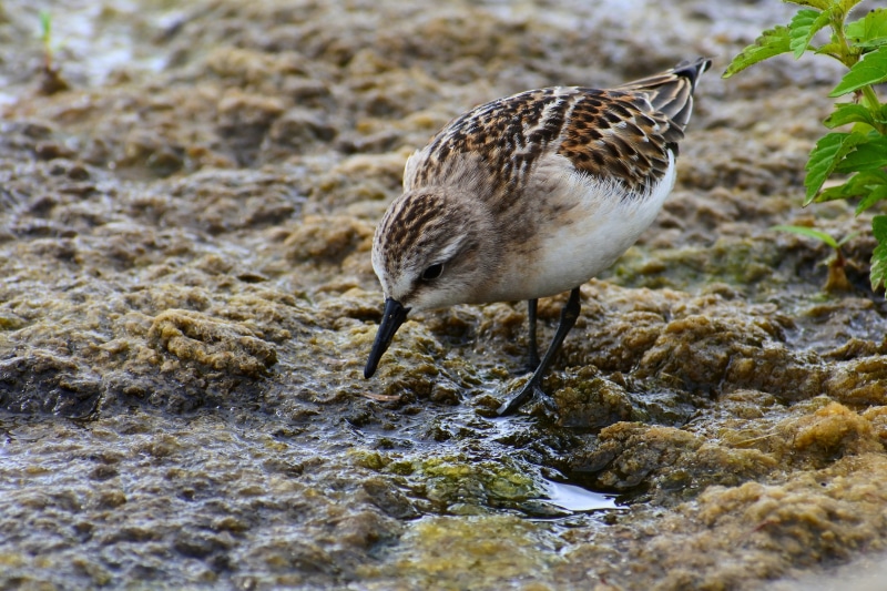 vertebrate, focus on foreground, perching, nature, natural, account manager, wild animal, solid, beach, outdoors, little bird, day, rock, grass, animal