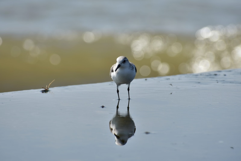 water, natural, focus on foreground, animal wildlife, nature, reflection, lake, day, animals in the wild, beach, bird, account manager, close-up, vertebrate