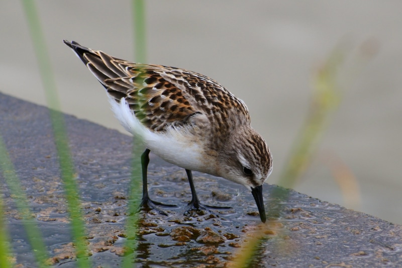 animals in the wild, nature, outdoors, animal, bird, day, vertebrate, side view, focus on foreground, the department of, account manager, water, perching