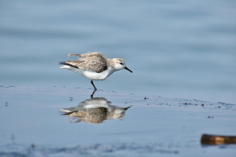 no people, stretch, the department of, reflection, focus on foreground, water, animal wildlife, wild animal, natural, 5K, day, bird, vertebrate, beauty in nature