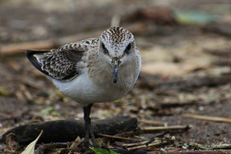 natural, vertebrate, the department of, perching, animals in the wild, land, front view, animal, field, account manager, landscape, portrait, wild animal