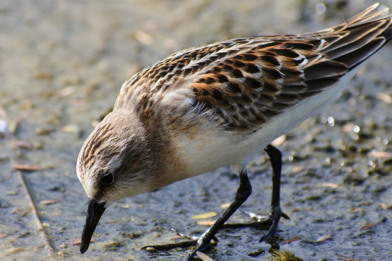 旅鳥, vertebrate, one animal, animal, the department of, day, food, animal themes, outdoors, little bird, waterside, full length, water, close-up, river