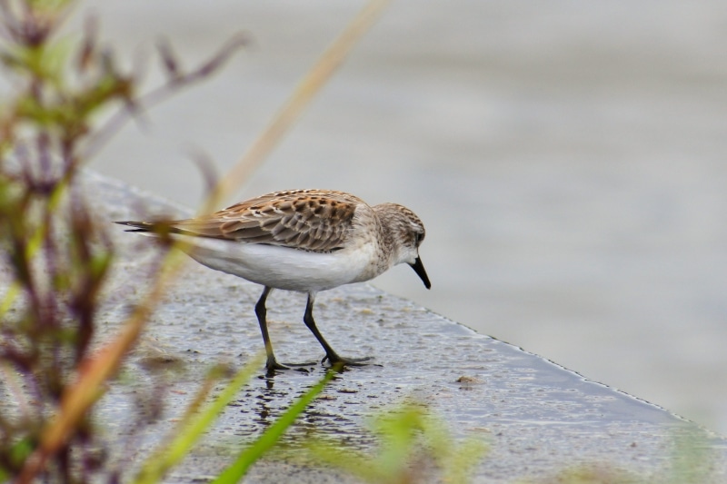 account manager, vertebrate, little bird, plant, full length, animal wildlife, animal themes, river, outdoors, one animal, perching, animal, waterside