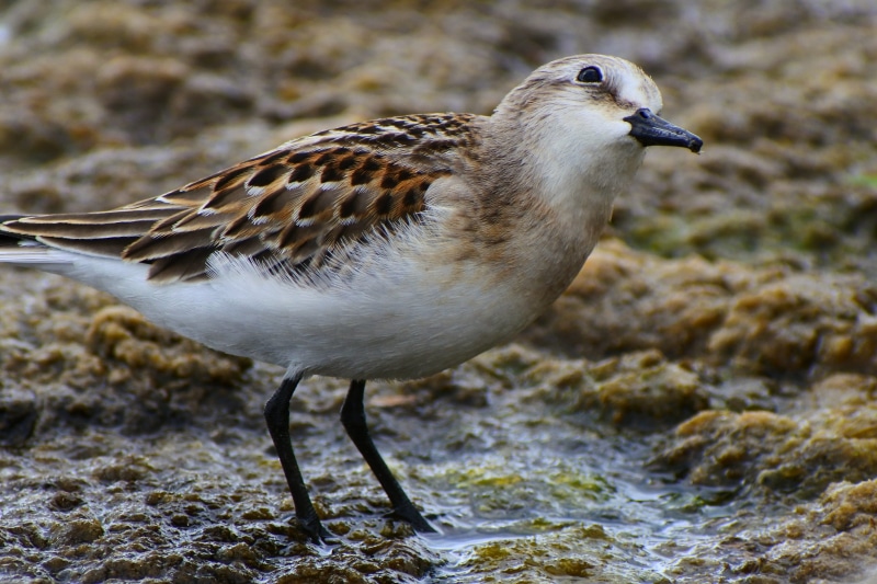 rock, 4K, one animal, animal, side view, the department of, focus on foreground, land, bird, rock - object, account manager, natural, animal themes, vertebrate