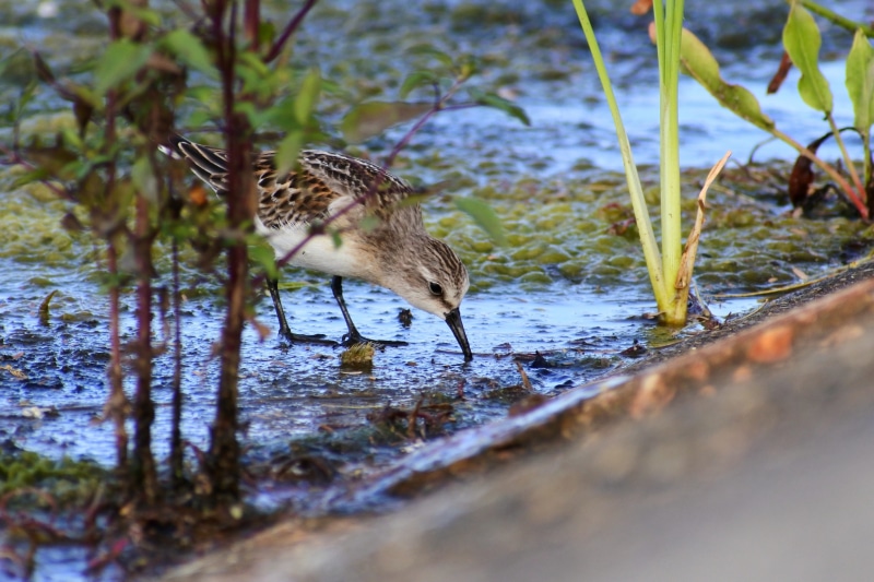 animal themes, the department of, account manager, nature, flying, day, natural, vertebrate, animal, animals in the wild, waterside, animal wildlife, water