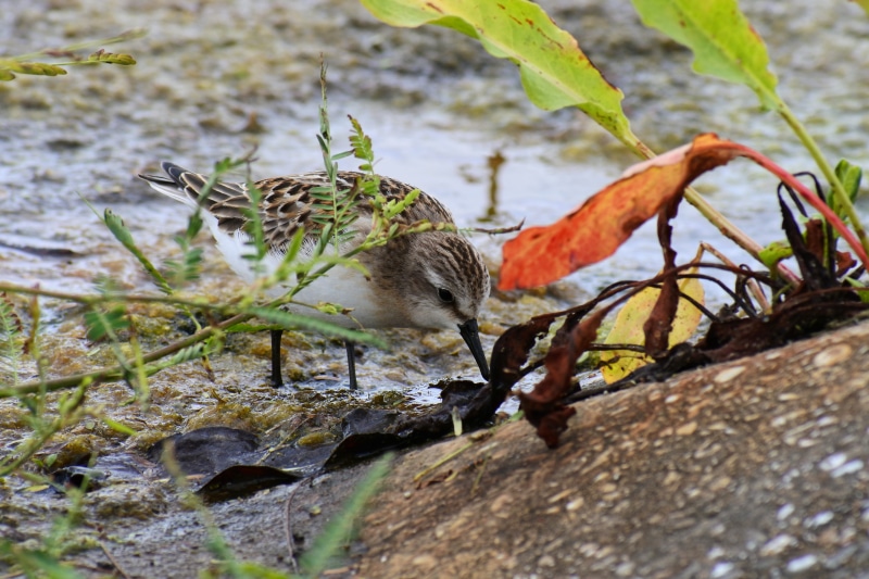 plant part, close-up, focus on foreground, landscape, outdoors, selective focus, natural, 5K, animals in the wild, bird, no people, leaf, vertebrate, account manager