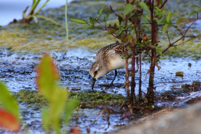 water, animal wildlife, 5K, vertebrate, plant, animal themes, account manager, no people, tree, waterside, close-up, outdoors, selective focus, lake, wild animal
