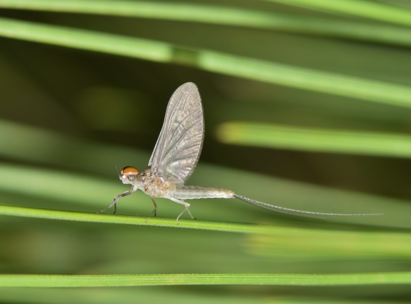 bug, fleeting, green color, focus on foreground, plant, palaeoptera, animal wildlife, butterfly, 2K, entomology, green bug, arthropod, animal themes, outdoors