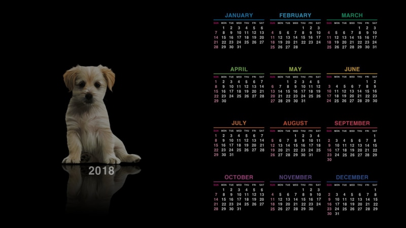 pets, black background, digital composite, domestic animals, dog, technology, studio shot, text, finance, one animal, no people, 1080P, puppies, western script