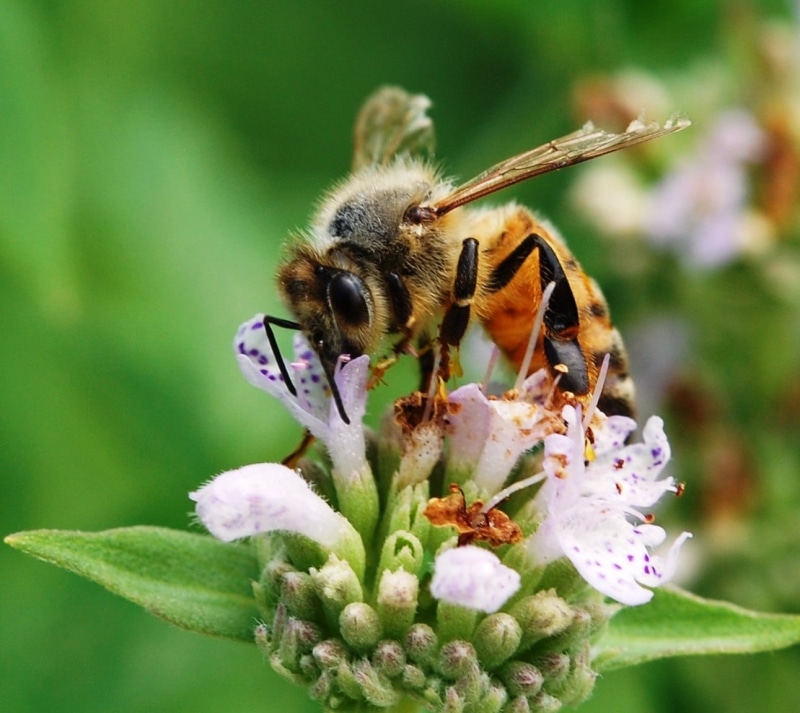 mint, animal, Master  Gardener  Program, NW10, insect, Apis mellifera, honey, close-up, plant, Agriculture, mountain, macro, 720P, pollination, nature