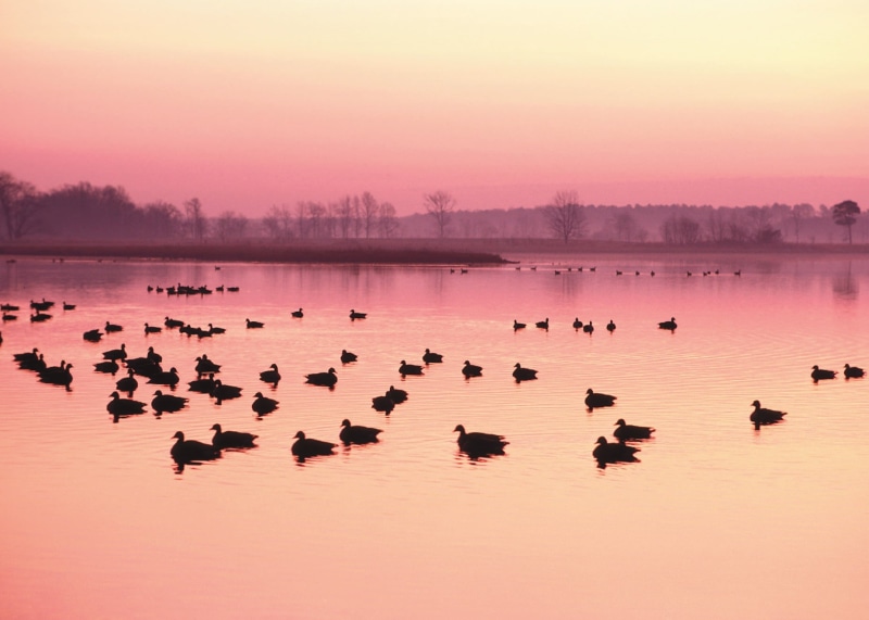 Maryland Department of Agriculture, nature, water, Mallard Ducks, outdoors, Pennsylvania, water quality, wildlife, Innovation, Wildlife  Conservation, animal