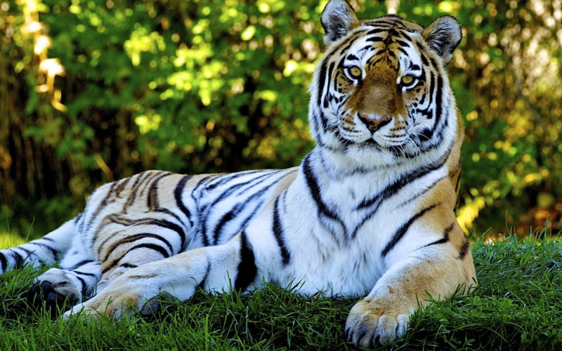 Animal, animated, 1080P, nature, desktop, images, 1920x1200, folder