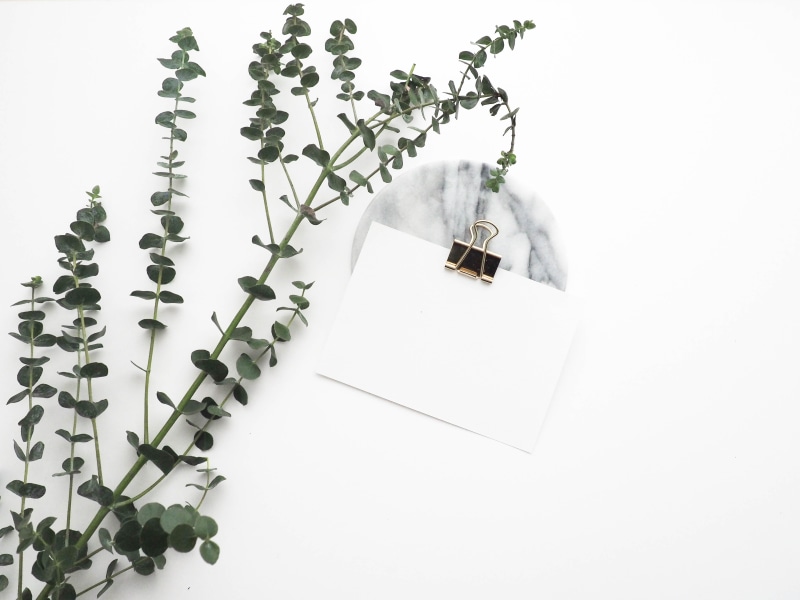 photo, communication, freshness, paper, green color, day, nature, leaf, 5K, green leaf, high angle view, near, blank paper, business, close-up, board