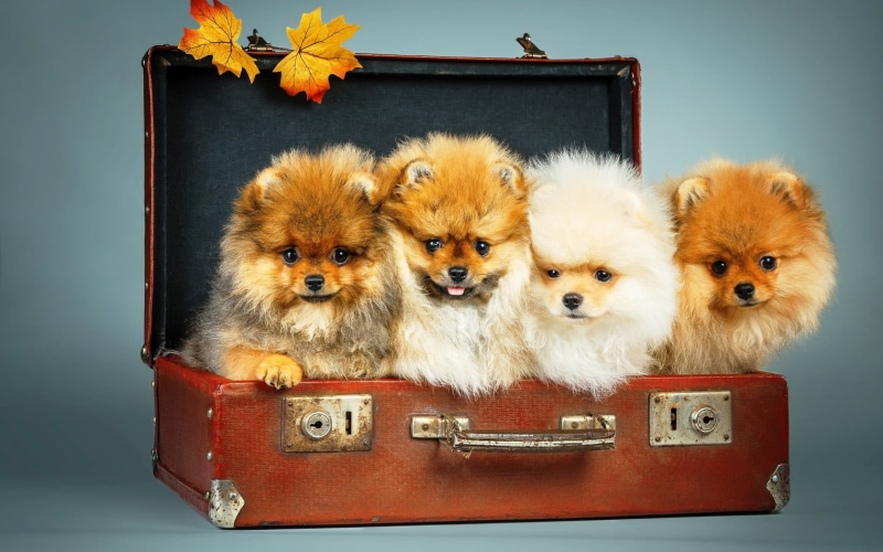 group of animals, puppy, togetherness, studio shot, mammal, puppies, dog, box - container, animal themes, indoors, four, canine, 720P, pets, small, domestic