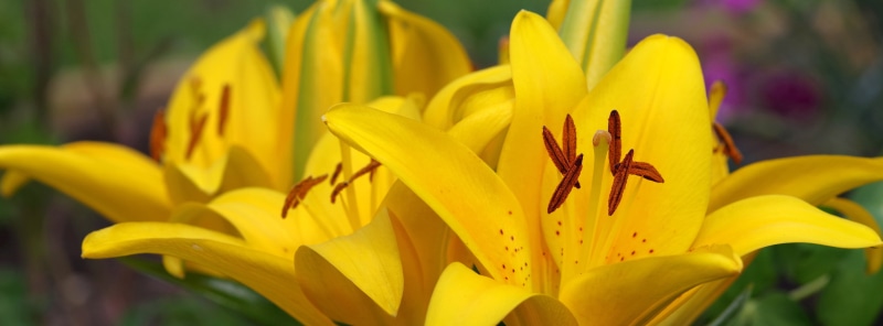 flower Head, plant, Yellow  Lily, flower, closeup photography, lily, yellow, flowers, photography, Yellow Lily, Facebook, 5K, petal, Cover, lily flowers