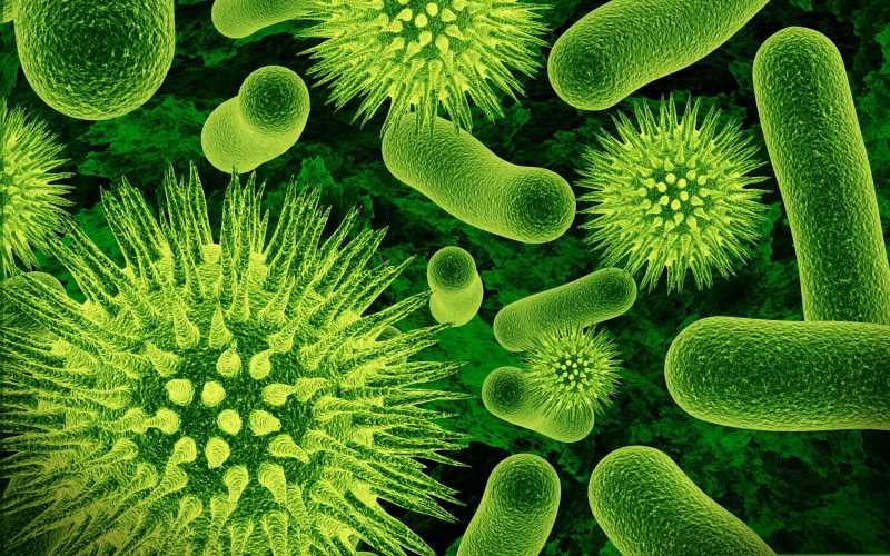 biology, microorganisms, 2K, increase, bacteria