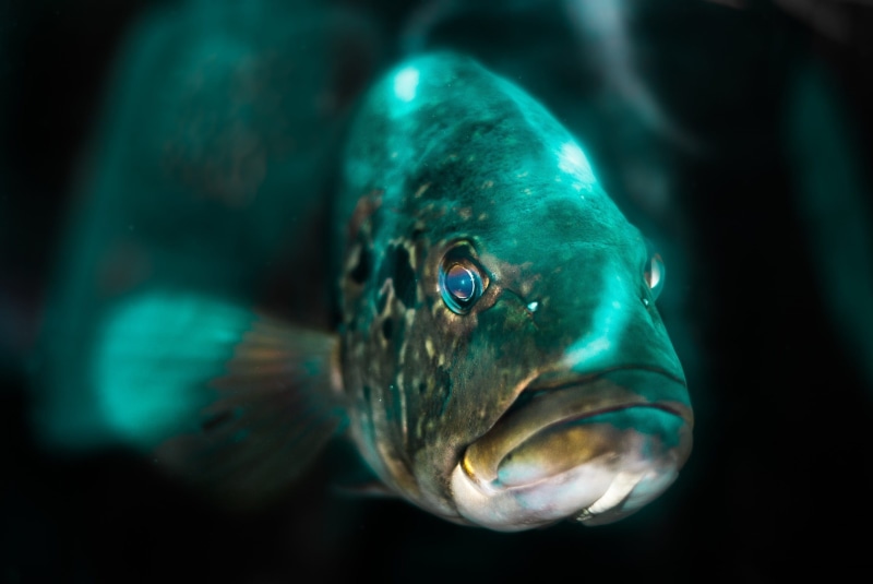 fish head, water, green color, black background, saltwater fish, indoors, animal themes, Aquarium, dark, animal wildlife, animals in the wild, shines, 1080P