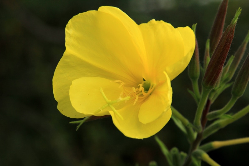 neophyte, lemon, vulnerability, close-up, flower, plant, focus on foreground, 5K, freshness, primrose, summer flowers, evening primrose greenhouse, beauty in nature