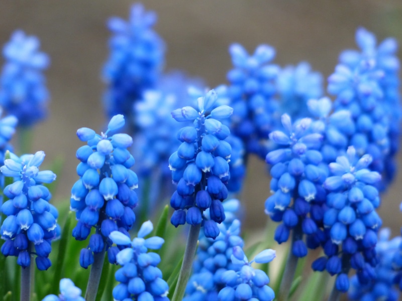 blue, muscari neglectum, traubenförmige inflorescences, inflorescence, flowers, overlooked traubenhyazinthe, flowering plant, bright, unrecognized traubenhyazinthe