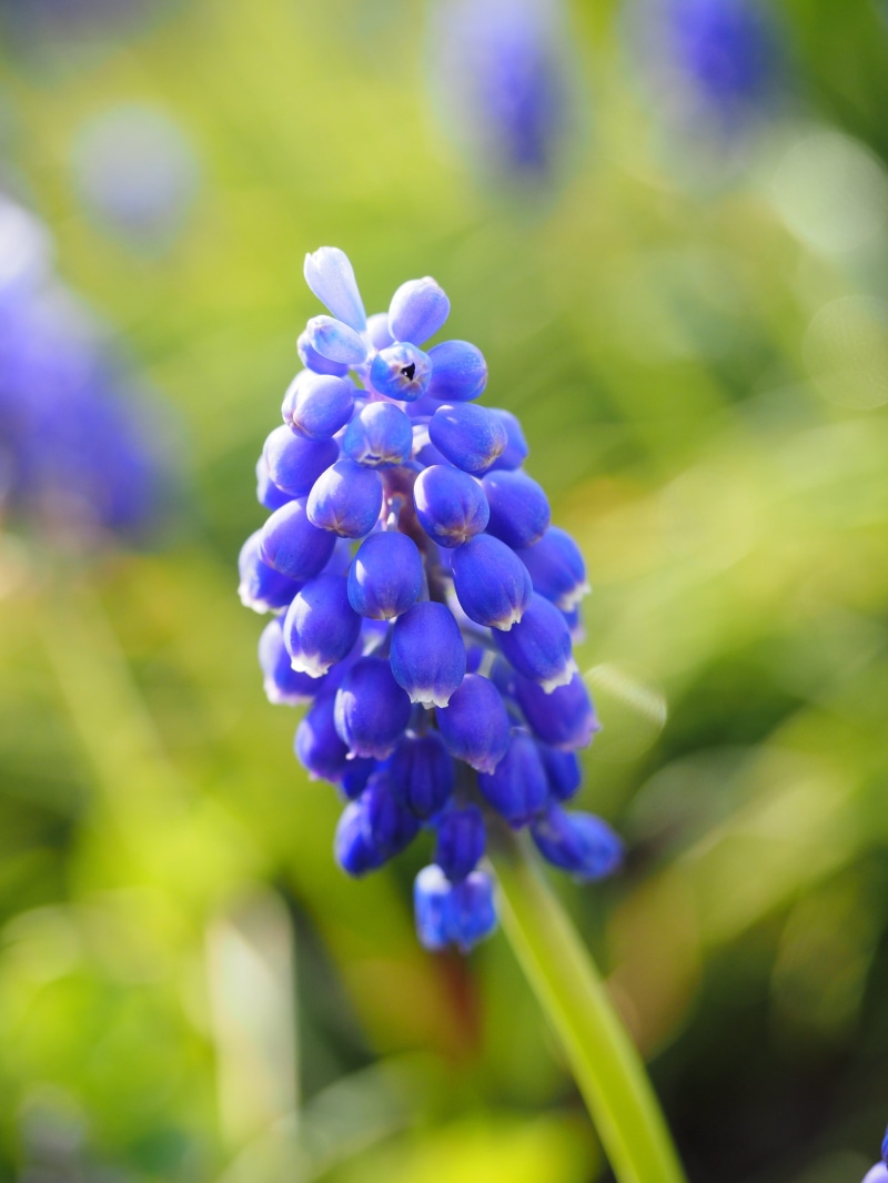 vulnerability, bunch of flowers, ornamental plant, raindrop, flower, muscari racemosum, spring, freshness, nature, dark blue, bell, traubenförmige inflorescences