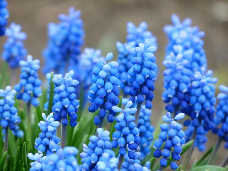 inflorescences, muscari botryoides, focus on foreground, ornamental plant, fragility, flower, selective focus, vulnerability, Grape Hyacinth, summer, freshness