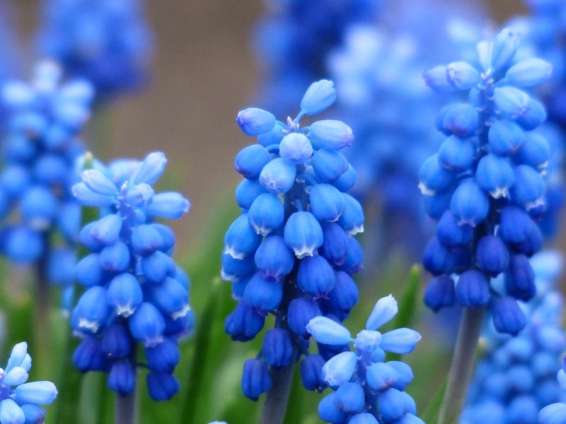 muscari neglectum, nature, muscari racemosum, colorful, springtime, overlooked traubenhyazinthe, petal, asparagaceae, hyacinth, garden, close-up, flower head