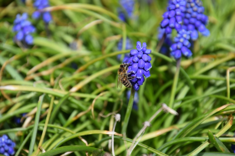 blue, invertebrate, muscari, vineyard traubenhyazinthe, growth, macro, flower, 5K, freshness, beauty in nature, muscari botryoides, asparagus plant, bloom