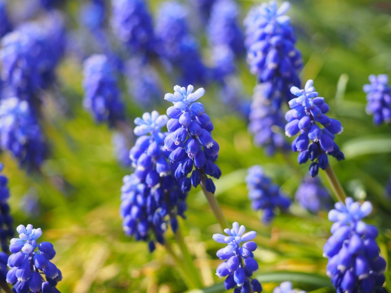 common grape hyacinth, flower, selective focus, fragility, petal, asparagus plant, focus on foreground, botany, lavender, no people, 4K, colorful, day