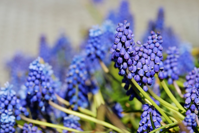 selective, vulnerability, lavender colored, beauty in nature, nature, flower, freshness, focus, bloom, blue, vineyard traubenhyazinthe, colorful, garden plant