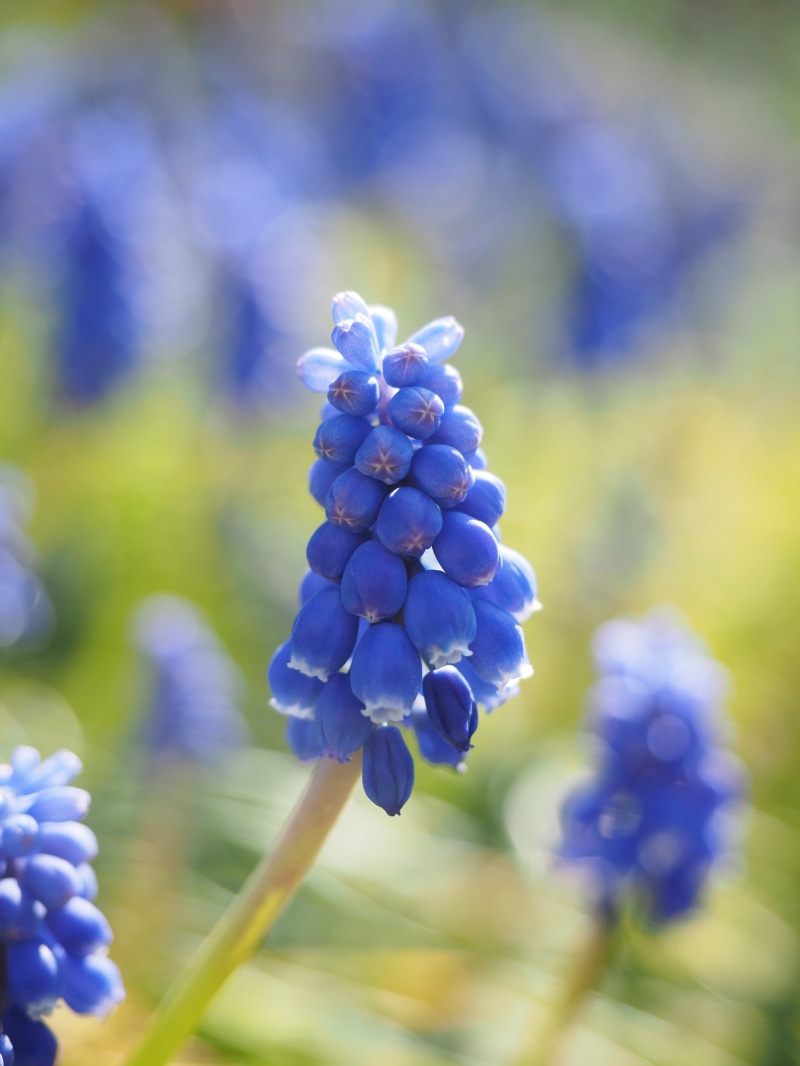 beauty in nature, muscari neglectum, freshness, overlooked traubenhyazinthe, traubenförmige inflorescences, day, garden plant, flower, spring, bright, petal