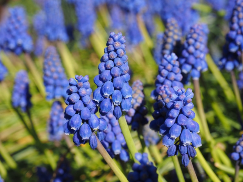 4K, nature, plant, day, bloom, focus on foreground, fruit, traubenförmige inflorescences, blue, bell, food, bunch of flowers, selective focus, beauty in nature