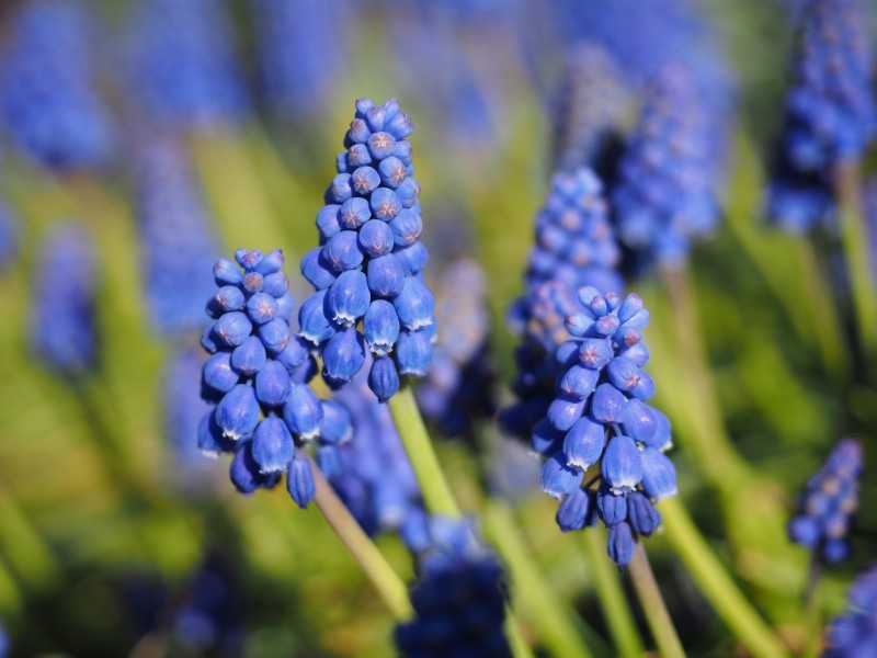 flower head, inflorescences, bell, spring, overlooked traubenhyazinthe, flowering plant, colorful, vulnerability, muscari botryoides, blue, garden, traubenförmige inflorescences