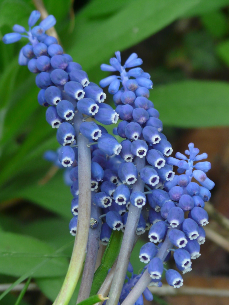 spring, Flower, botany, purple, fragility, vineyard traubenhyazinthe, day, traubenhyazinthe, freshness, growth, overlooked traubenhyazinthe, outdoors, springtime