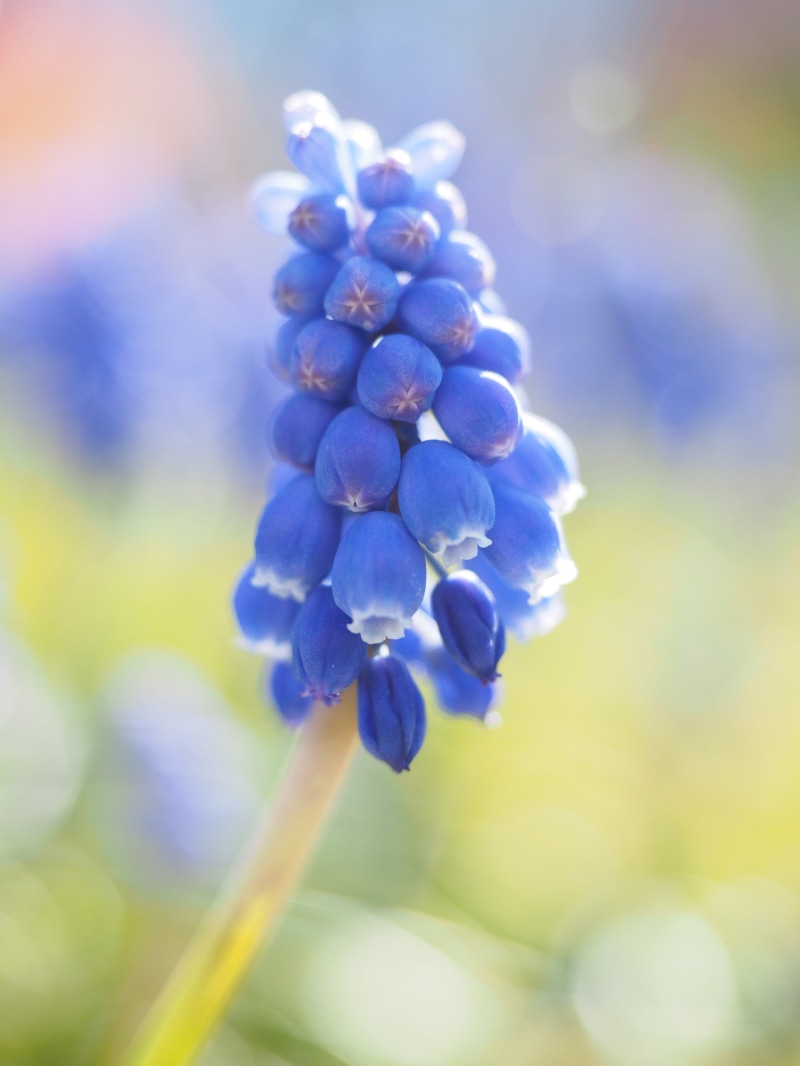 blossom, photography, muscari racemosum, garden plant, nature, growth, close-up, flower, muscari neglectum, inflorescence, asparagus plant, healthy eating