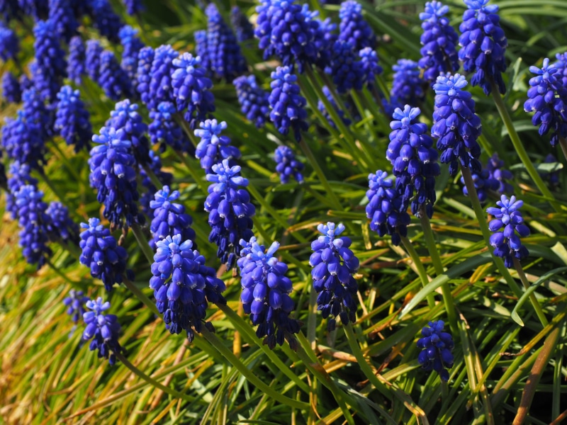 bright, flower head, unrecognized traubenhyazinthe, spring, muscari racemosum, garden, blue violet, nature, bunch of flowers, flower, muscari botryoides