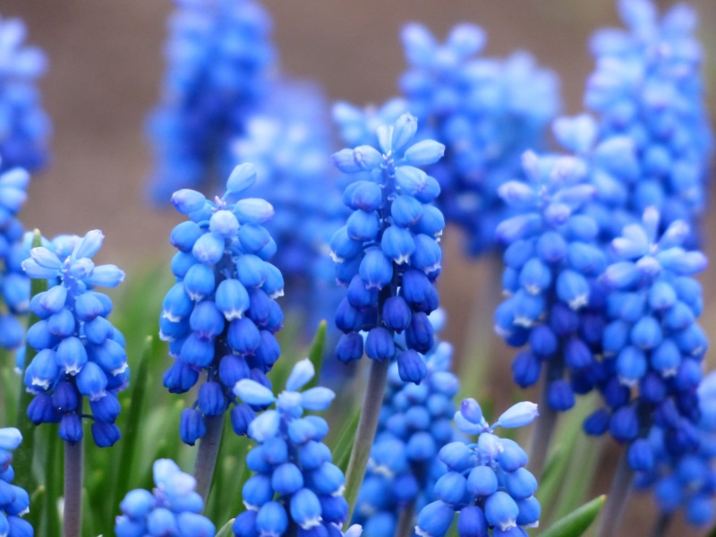 inflorescence, muscari racemosum, flower, food, blue, bell, close-up, purple, growth, bright, asparagaceae, selective focus, garden plant, food and drink