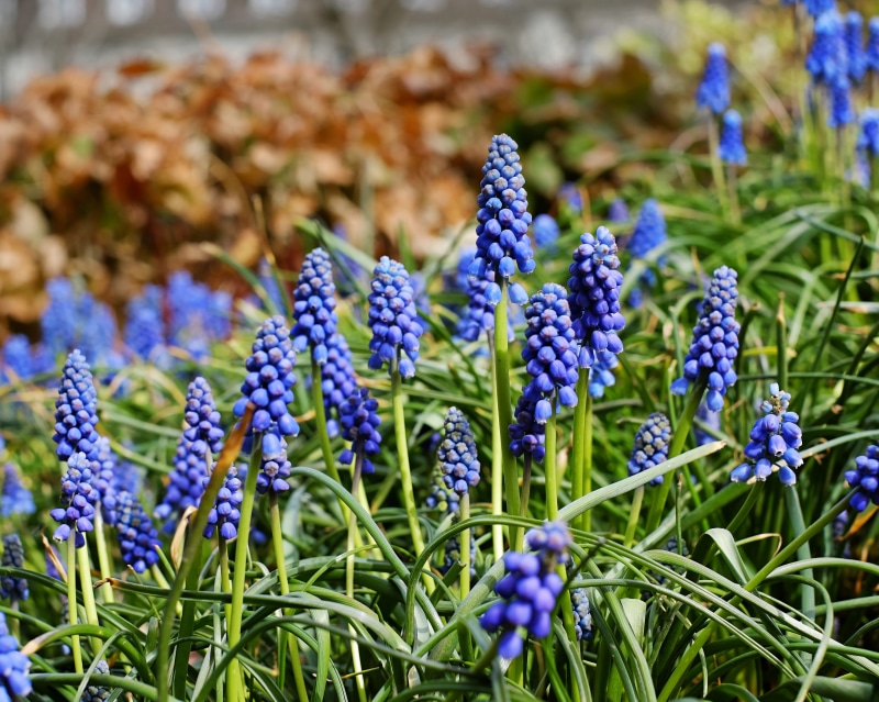 4K, blue, bell, muscari neglectum, flower head, garden plant, colorful, nature, purple, muscari botryoides, plant, no people, fragility, selective, green color
