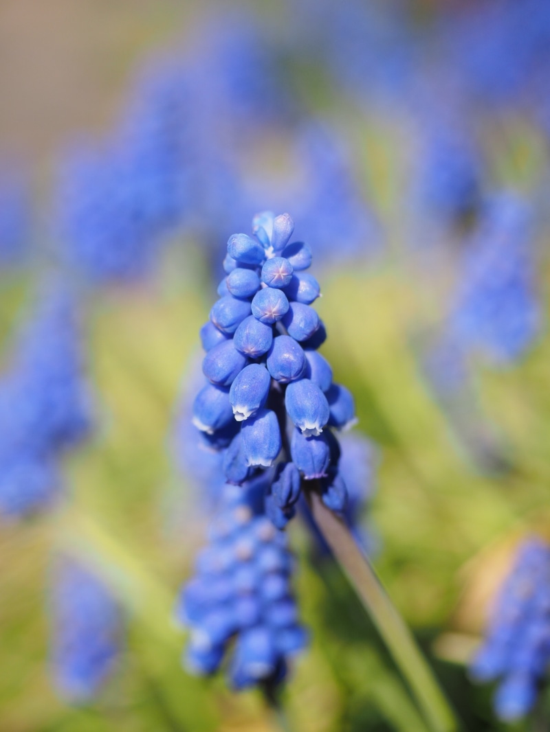 flowering plant, nature, inflorescence, petal, inflorescences, vulnerability, spring, common grape hyacinth, unrecognized traubenhyazinthe, flower head