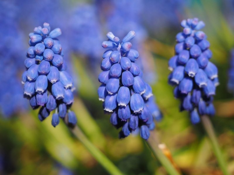 fragility, spring, selective focus, colorful, summer, muscari racemosum, food, flower head, blue, purple, ornamental plant, inflorescences, muscari botryoides