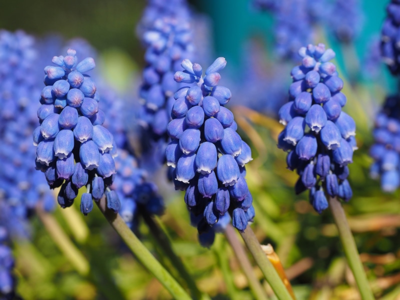 blossom, muscari, bright, garden, ornamental plant, food, muscari neglectum, overlooked traubenhyazinthe, springtime, traubenförmige inflorescences, bell